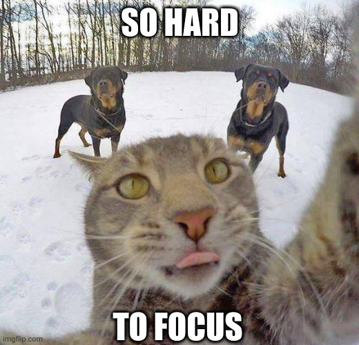 So hard to focus | SO HARD TO FOCUS | image tagged in concentration cat,dogs,memes,buddies,selfie,influencer | made w/ Imgflip meme maker