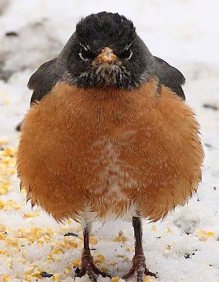 Robin birdddd Blank Meme Template