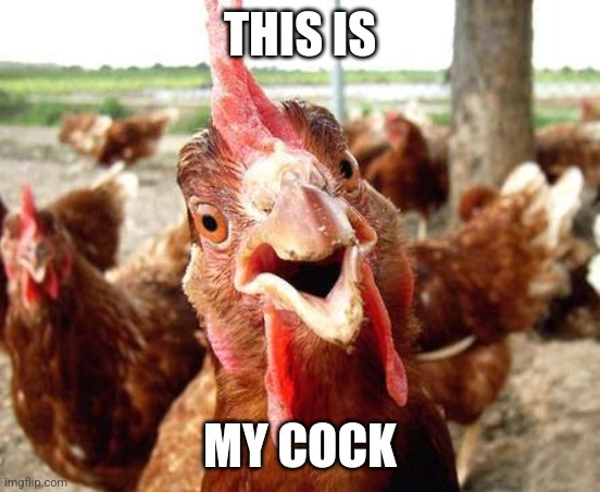 Chicken | THIS IS MY COCK | image tagged in chicken | made w/ Imgflip meme maker