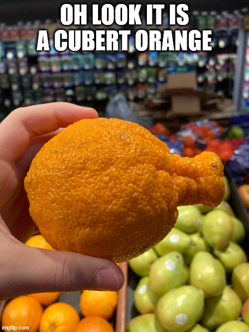 cubert orange | OH LOOK IT IS A CUBERT ORANGE | image tagged in stuff | made w/ Imgflip meme maker