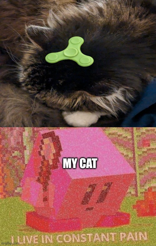 Kirby I live in constant pain | MY CAT | image tagged in kirby i live in constant pain | made w/ Imgflip meme maker
