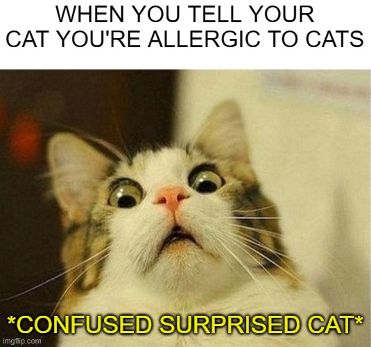 Scared Cat | WHEN YOU TELL YOUR CAT YOU'RE ALLERGIC TO CATS; *CONFUSED SURPRISED CAT* | image tagged in memes,scared cat | made w/ Imgflip meme maker