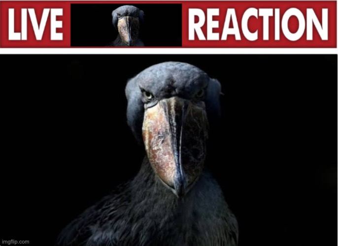 live w reaction | image tagged in live w reaction | made w/ Imgflip meme maker