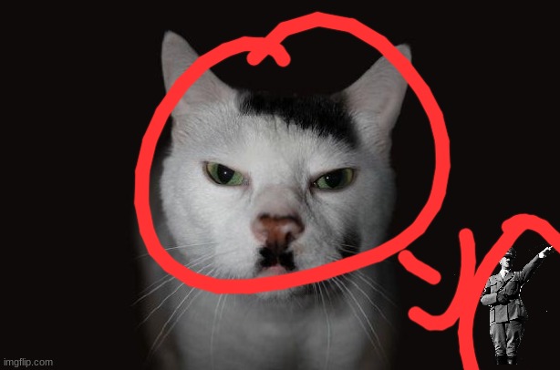 Hitler Cat | image tagged in hitler cat | made w/ Imgflip meme maker