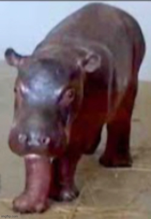 baby hippo | image tagged in baby,hippo | made w/ Imgflip meme maker