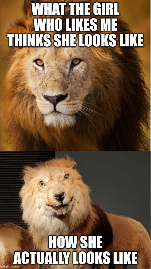 sexy vs dumb lion | WHAT THE GIRL WHO LIKES ME THINKS SHE LOOKS LIKE; HOW SHE ACTUALLY LOOKS LIKE | image tagged in sexy vs dumb lion | made w/ Imgflip meme maker