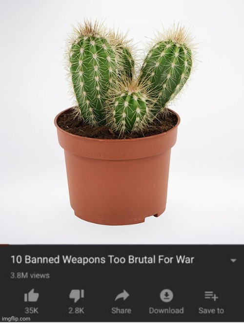 Cactus plant | image tagged in top 10 weapons banned from war,cactus plant,cactus,plant,plants,memes | made w/ Imgflip meme maker