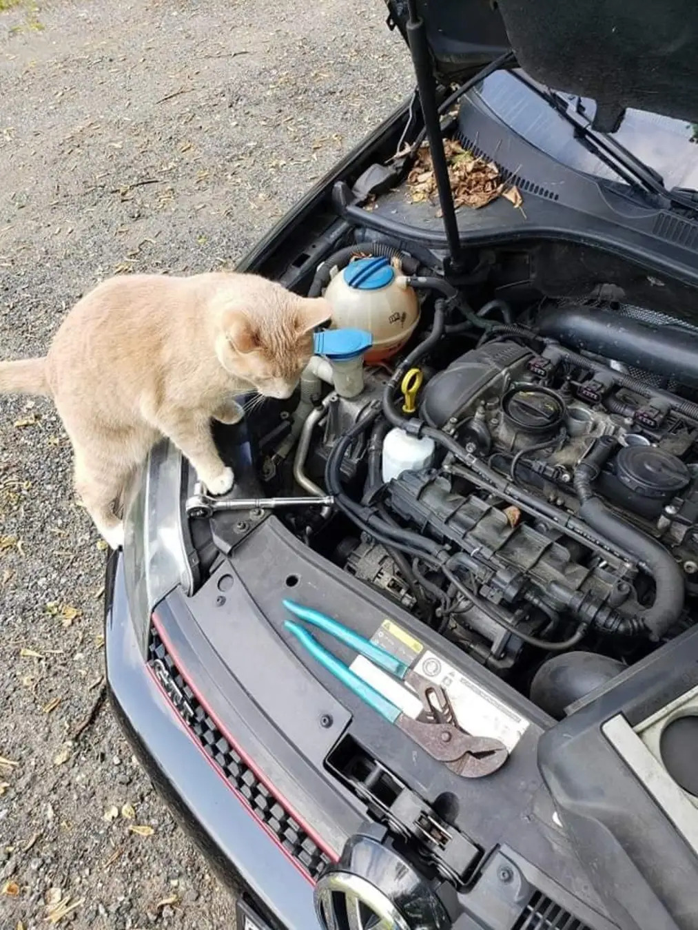 High Quality Mechanic Cat Blank Meme Template