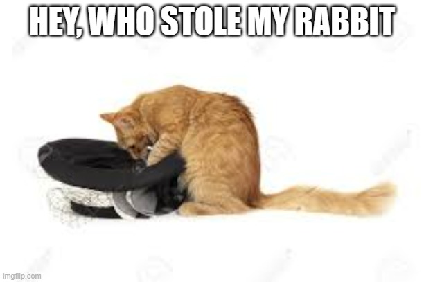meme by Brad cat magician | HEY, WHO STOLE MY RABBIT | image tagged in cats,funny cat memes,magic,humor,funny cats,funny | made w/ Imgflip meme maker