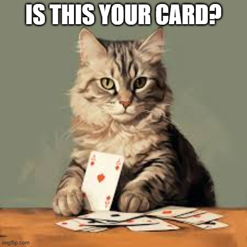 meme by Brad cat magician | IS THIS YOUR CARD? | image tagged in cats,funny cats,magic,humor,funny cat memes,funny | made w/ Imgflip meme maker