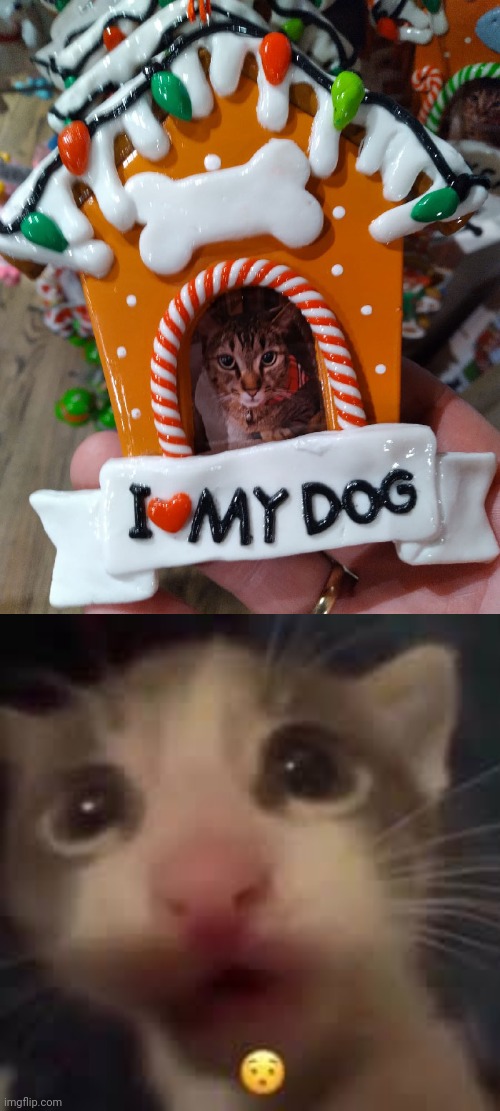 Dogcat | image tagged in cat gasp,cat,dog,you had one job,memes,animals | made w/ Imgflip meme maker