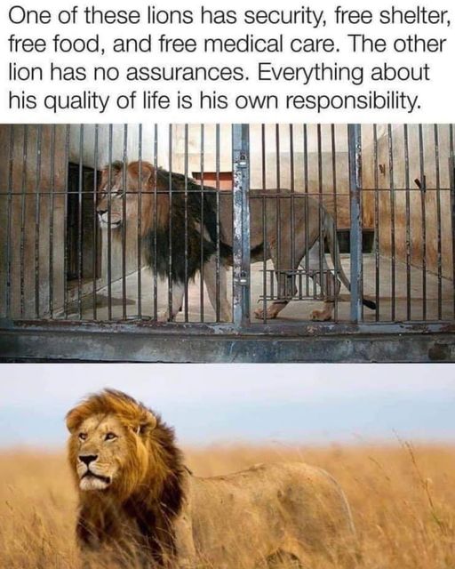 High Quality Lions Blank Meme Template