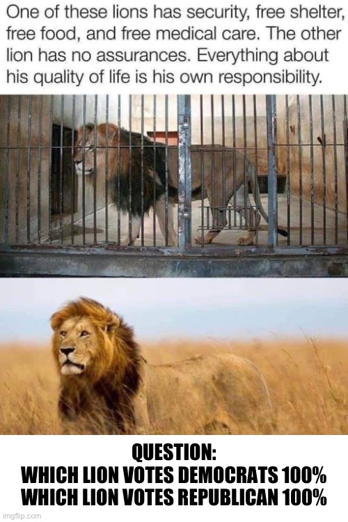 Even Lions know | QUESTION:
WHICH LION VOTES DEMOCRATS 100%
WHICH LION VOTES REPUBLICAN 100% | image tagged in lions | made w/ Imgflip meme maker
