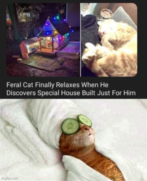 A special house | image tagged in relaxed cat,memes,cats,cat,house,built | made w/ Imgflip meme maker