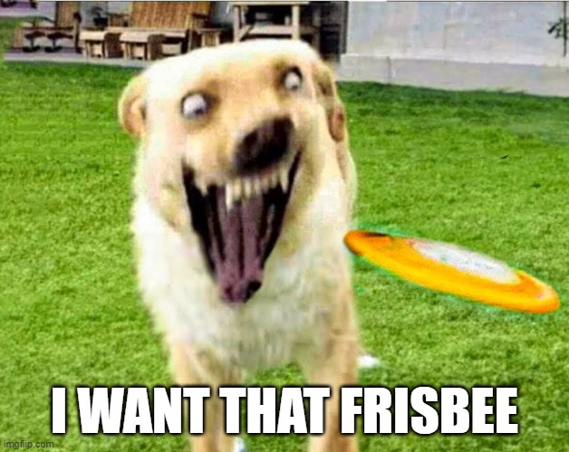 Frisbee Crazy | I WANT THAT FRISBEE | image tagged in funny dog | made w/ Imgflip meme maker