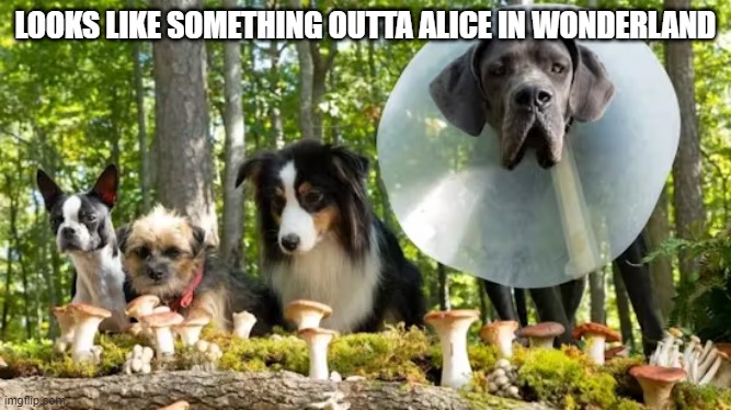 Alice in Wonderland | LOOKS LIKE SOMETHING OUTTA ALICE IN WONDERLAND | image tagged in funny dogs | made w/ Imgflip meme maker