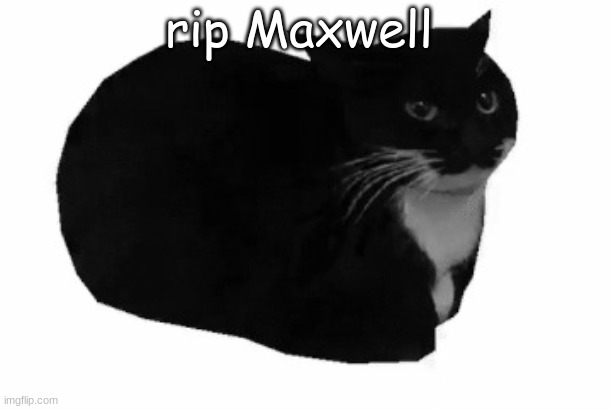 maxwell the cat | rip Maxwell | image tagged in maxwell the cat | made w/ Imgflip meme maker