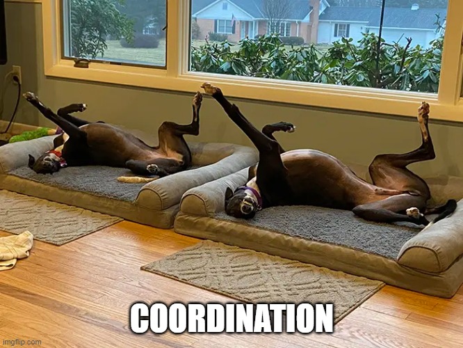 Stretch | COORDINATION | image tagged in funny dogs | made w/ Imgflip meme maker
