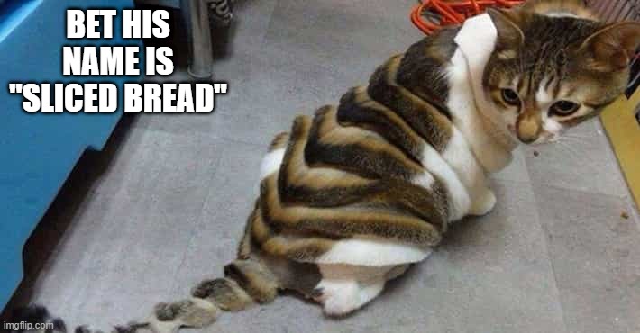 Funny Looking Cat | BET HIS NAME IS "SLICED BREAD" | image tagged in funny cat | made w/ Imgflip meme maker