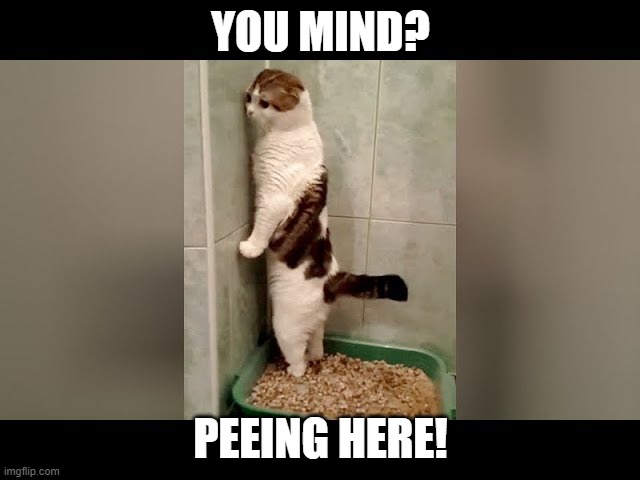 Stand Up | YOU MIND? PEEING HERE! | image tagged in funny cats | made w/ Imgflip meme maker