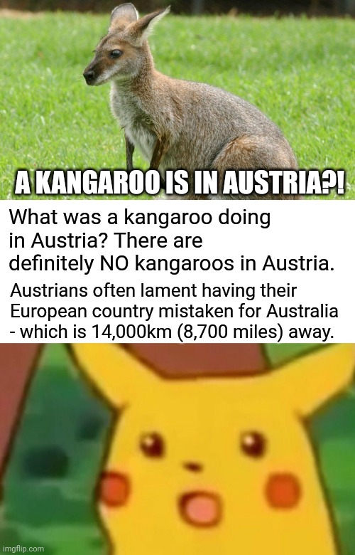 Austria should not be confused with Australia. Not because their names sound very similar, y'know. | A KANGAROO IS IN AUSTRIA?! What was a kangaroo doing in Austria? There are definitely NO kangaroos in Austria. Austrians often lament having their European country mistaken for Australia - which is 14,000km (8,700 miles) away. | image tagged in memes,surprised pikachu | made w/ Imgflip meme maker