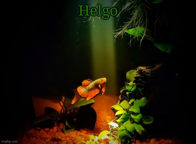 Betta van fleet | Helgo | image tagged in betta van fleet | made w/ Imgflip meme maker