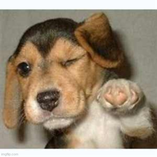 image tagged in fist bump puppy | made w/ Imgflip meme maker