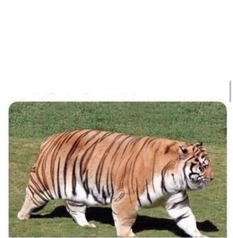 High Quality fat tiger Blank Meme Template