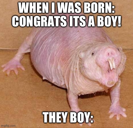 naked mole rat | WHEN I WAS BORN: CONGRATS ITS A BOY! THEY BOY: | image tagged in naked mole rat | made w/ Imgflip meme maker