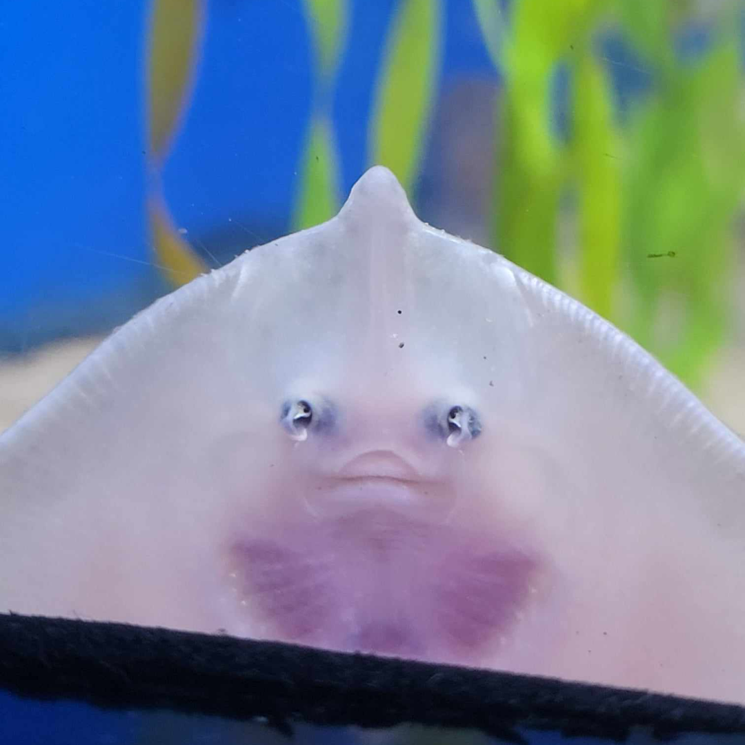 Stingray wall Blank Meme Template