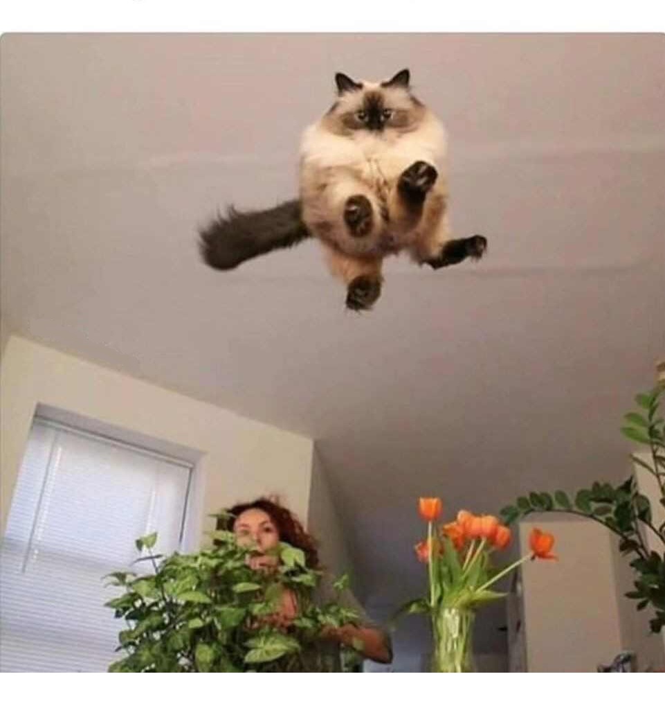 High Quality Cat flying at you Blank Meme Template