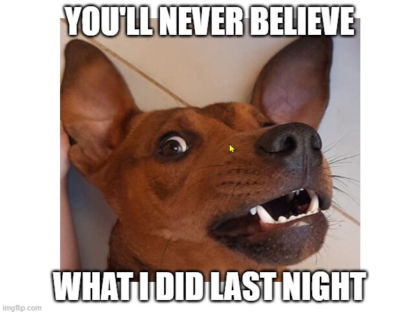 You'll never believe | YOU'LL NEVER BELIEVE; WHAT I DID LAST NIGHT | image tagged in doge,dog | made w/ Imgflip meme maker