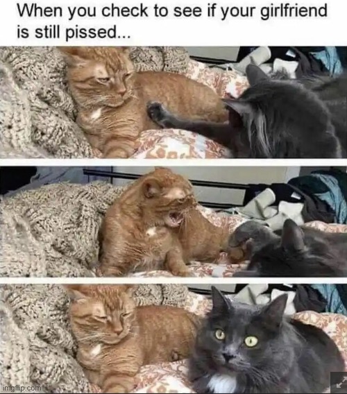image tagged in cats,in a relationship,cat,girlfriend,two cats fighting for real,cat fight | made w/ Imgflip meme maker