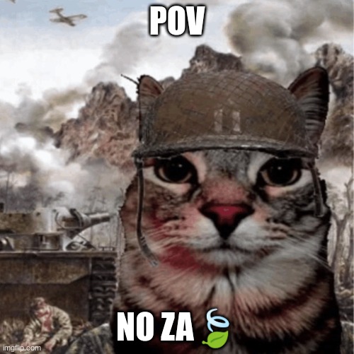 War Cat | POV; NO ZA🍃 | image tagged in war cat | made w/ Imgflip meme maker