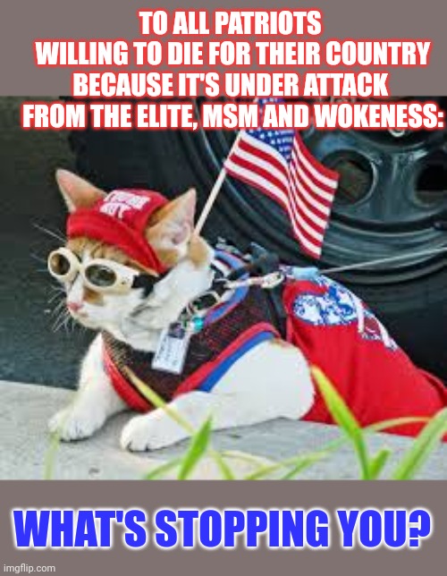 This #lolcat wonders if people are really willing to die, saving their country | TO ALL PATRIOTS 
WILLING TO DIE FOR THEIR COUNTRY
BECAUSE IT'S UNDER ATTACK 
FROM THE ELITE, MSM AND WOKENESS:; WHAT'S STOPPING YOU? | image tagged in msm,woke,patriotism,lolcat,elite | made w/ Imgflip meme maker