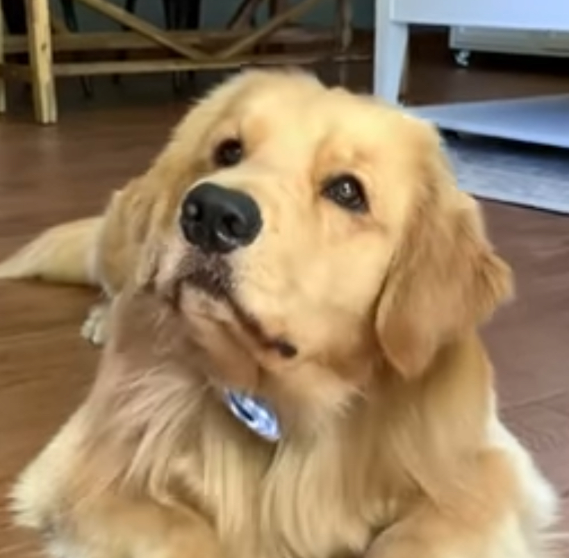 Golden Retriever can I have sum chimken Blank Meme Template