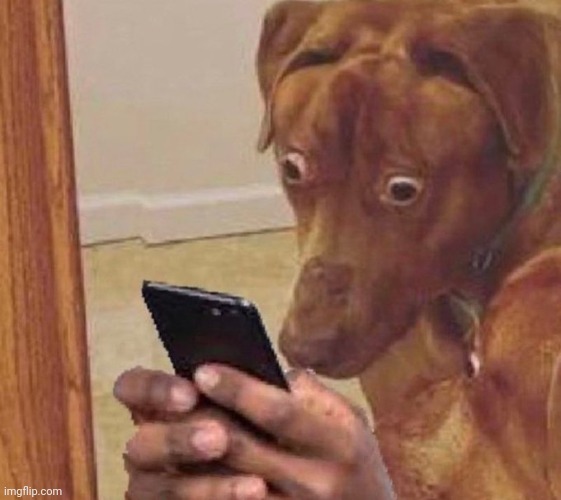 shocked dog | image tagged in shocked dog | made w/ Imgflip meme maker