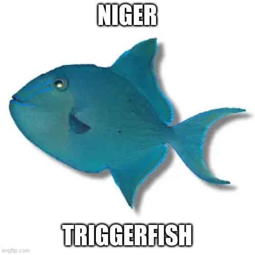 Niger Triggerfish | NIGER TRIGGERFISH | image tagged in niger triggerfish | made w/ Imgflip meme maker