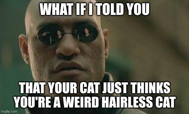 Matrix Morpheus Meme | WHAT IF I TOLD YOU; THAT YOUR CAT JUST THINKS YOU'RE A WEIRD HAIRLESS CAT | image tagged in memes,matrix morpheus | made w/ Imgflip meme maker