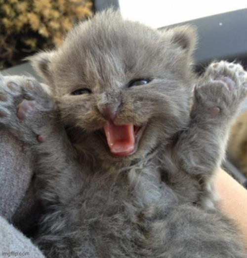 Excited kitten | image tagged in excited kitten | made w/ Imgflip meme maker