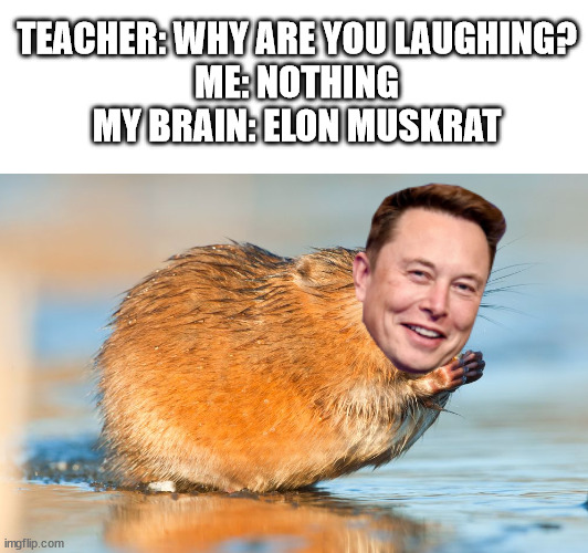 Elon Muskrat | TEACHER: WHY ARE YOU LAUGHING?
ME: NOTHING
MY BRAIN: ELON MUSKRAT | image tagged in elon musk | made w/ Imgflip meme maker