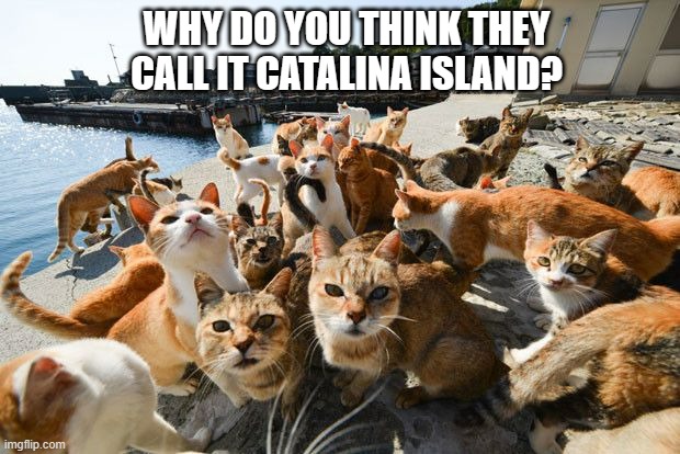 meme by Brad cats and Catalina Island | WHY DO YOU THINK THEY CALL IT CATALINA ISLAND? | image tagged in cats,funny cat memes,humor,funny cats,funny | made w/ Imgflip meme maker