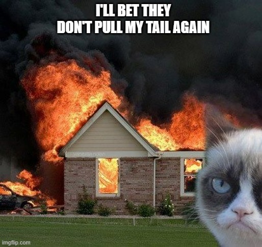 meme by Brad cat getting even | I'LL BET THEY DON'T PULL MY TAIL AGAIN | image tagged in cats,funny cats,humor,funny cat memes,grumpy cat | made w/ Imgflip meme maker