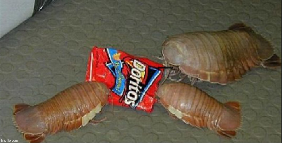 Isopod feeding time | made w/ Imgflip meme maker