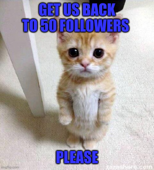 Cute Cat Meme | GET US BACK TO 50 FOLLOWERS; PLEASE | image tagged in memes,cute cat | made w/ Imgflip meme maker