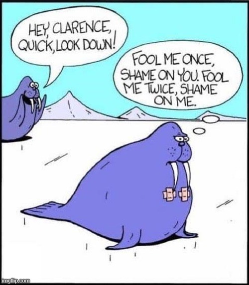 Q:  Where do Walrus hang out?A: Tuscaloosa | image tagged in vince vance,walrus,tusk,comics,cartoons,memes | made w/ Imgflip meme maker