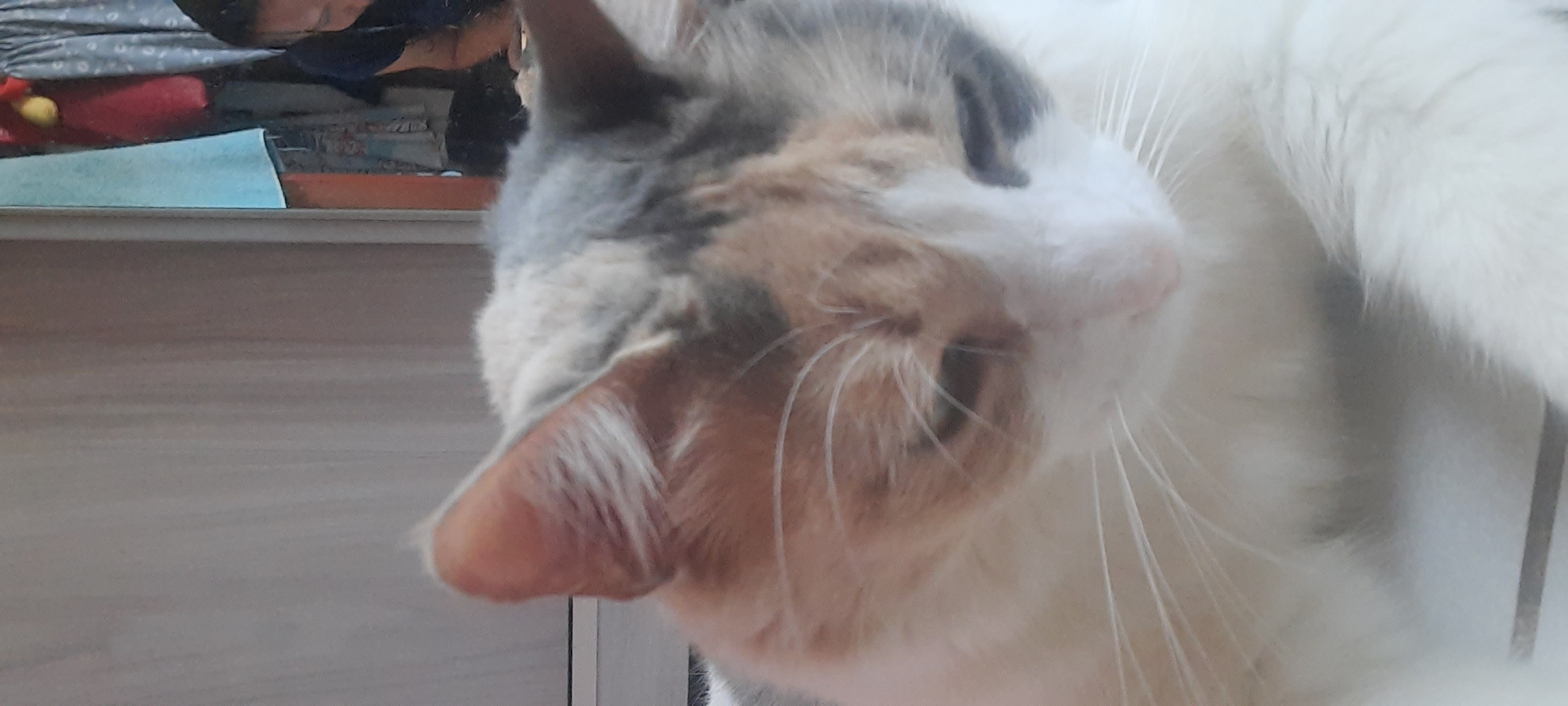 eu na minha tristeza Blank Meme Template