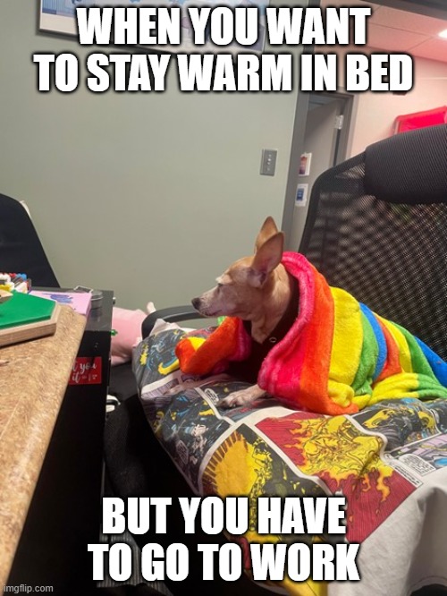 When you want to stay in bed but have to go to work | WHEN YOU WANT TO STAY WARM IN BED; BUT YOU HAVE TO GO TO WORK | image tagged in dog in blanket,work meme,penelope pickles | made w/ Imgflip meme maker