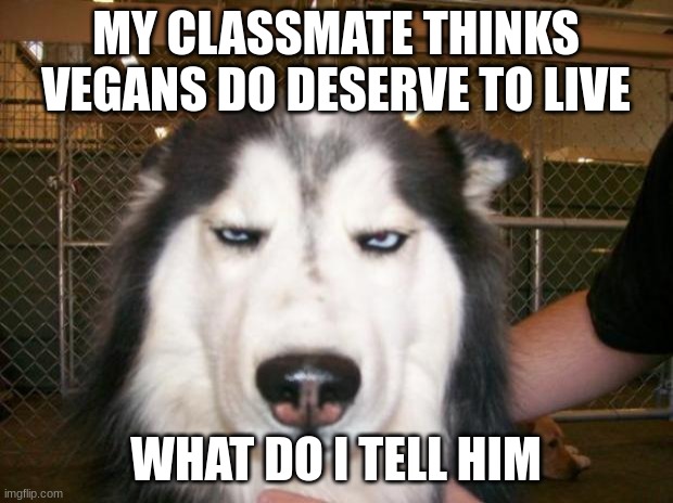 help | MY CLASSMATE THINKS VEGANS DO DESERVE TO LIVE; WHAT DO I TELL HIM | image tagged in annoyed dog | made w/ Imgflip meme maker