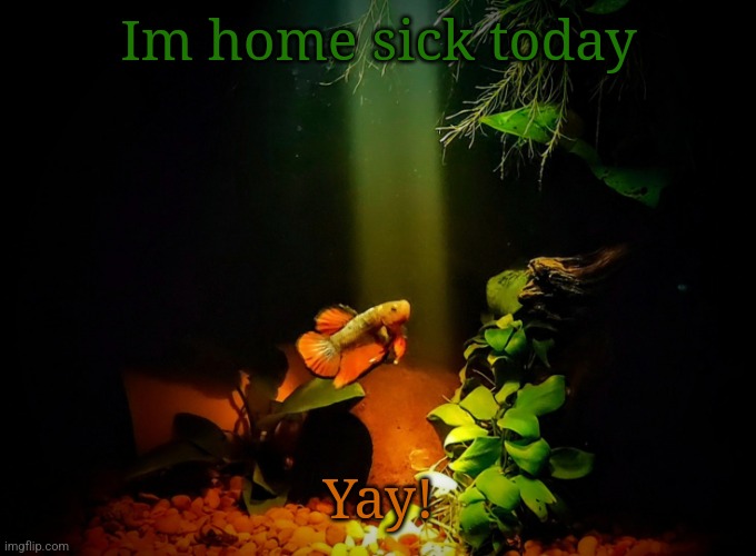 Betta van fleet | Im home sick today; Yay! | image tagged in betta van fleet | made w/ Imgflip meme maker